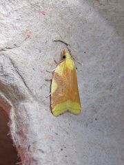 Cenopis niveana