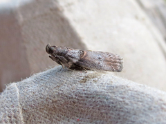 Acrobasis caryae