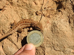 Sceloporus subniger