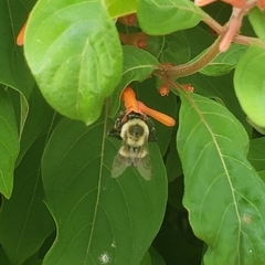 Bombus impatiens image