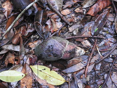 Archachatina bicarinata