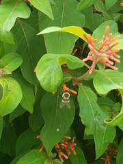Bombus impatiens image