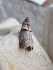 Acrobasis caryae