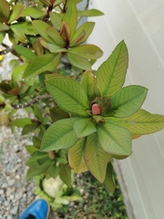 Magnoliopsida