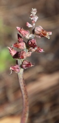 Lachenalia variegata