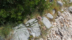 Cyathoselinum tomentosum