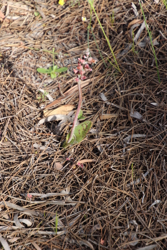 Image of Lachenalia variegata by (c) Tony Rebelo, some rights reserved (CC BY-SA)