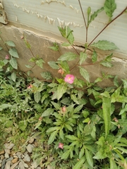 Oenothera rosea
