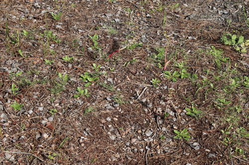 Lachenalia variegata