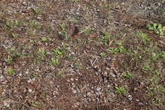 Lachenalia variegata