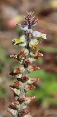 Lachenalia variegata