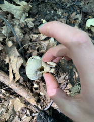 Lycoperdon perlatum