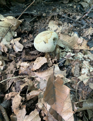 Lycoperdon perlatum