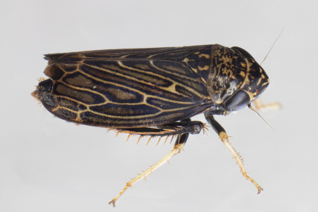 Limotettix uhleri