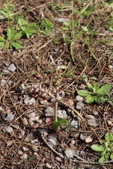 Lachenalia variegata
