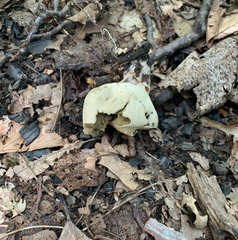 Lycoperdon perlatum