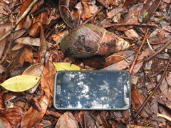 Archachatina bicarinata