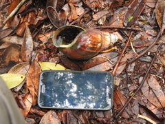 Archachatina bicarinata