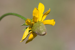 Rudbeckia californica