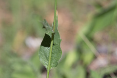 Rudbeckia californica