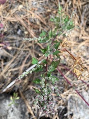 Chenopodium fremontii