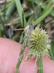 Cyperus brevifolioides