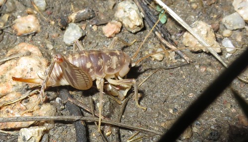 Plains camel cricket photo 5