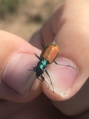 Cicindela scutellaris scutellaris