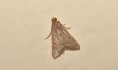 Bostra obsoletalis