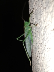 Tettigonia viridissima