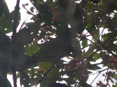 Pipreola riefferii