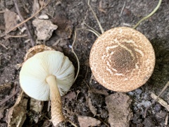 Lepiota brunneoincarnata