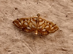 Pseudopyrausta marginalis