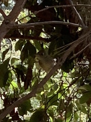 Empidonax difficilis