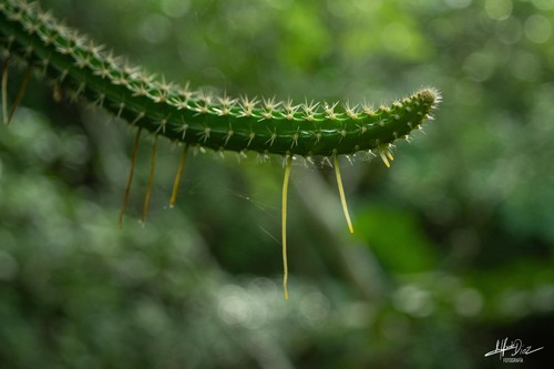 Foto de Flor-da-noite