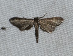 Protoproutia laredoata