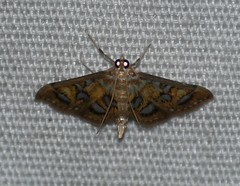 Pseudopyrausta marginalis