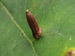Caryomyia urnula