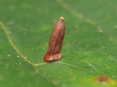 Caryomyia urnula