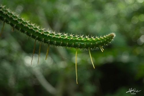 Foto de Flor-da-noite