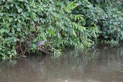 Butorides striata