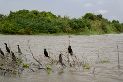 Microcarbo niger