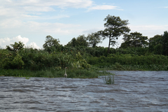 Ardea cinerea