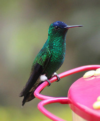 Saucerottia cyanifrons