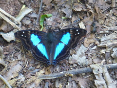 Doxocopa laurentia laurentia