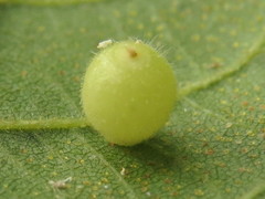 Caryomyia cilidolium