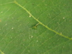 Caryomyia cilidolium