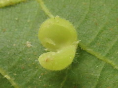 Caryomyia cilidolium