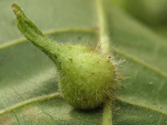 Caryomyia ansericollum