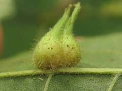 Caryomyia ansericollum